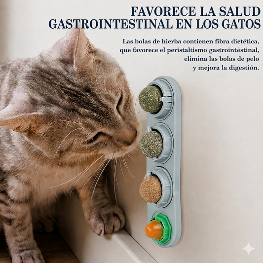 Dale a Tu Gato Una Mejor Calidad De Vida 🌱
